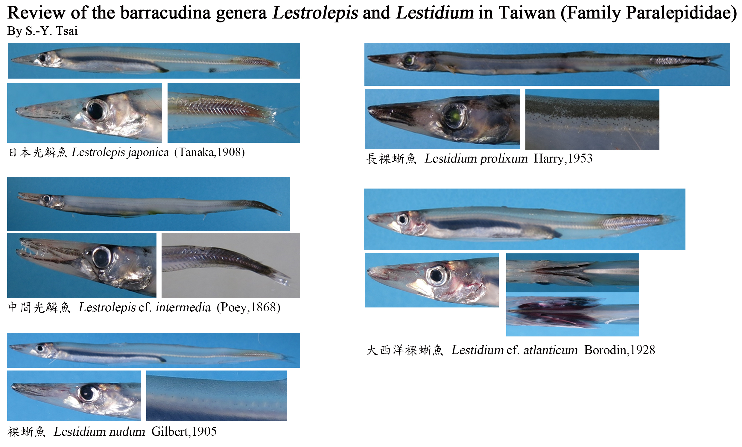 海洋生物多樣性